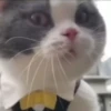 Sad cats 8