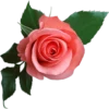 Flowers 11