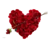 Flowers 12