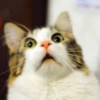 Sad cats 9