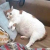 Sad cats 11