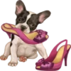 Dogs 12