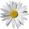 Flowers 14