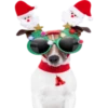 Dogs 13