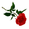 Flowers 15