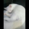 Sad cats 12