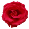 Flowers 17
