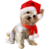 Dogs 14