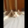 Mielky 18