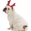 Dogs 15