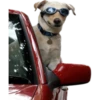 Dogs 16