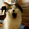 Sad cats 13