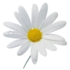 Flowers 20