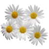 Flowers 21