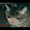Sad cats 14