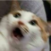 Sad cats 15