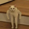 Sad cats 16