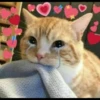 Sad cats 17