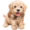 Dogs 18