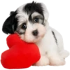 Dogs 19