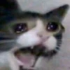 Sad cats 18
