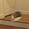 Sad cats 19