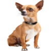 Dogs 20
