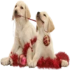 Dogs 21