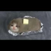 Sad cats 21