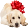 Dogs 22