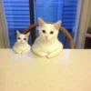 Sad cats 22