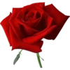 Flowers 25