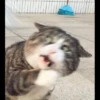 Mielky 24