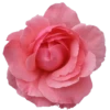 Flowers 26