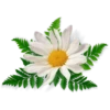 Flowers 27