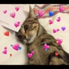Sad cats 25