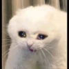 Sad cats 27