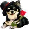 Dogs 23