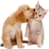 Dogs 24
