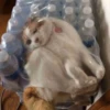 Sad cats 29