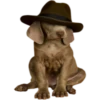 Dogs 26