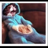 Sad cats 30