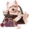 Dogs 28