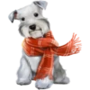Dogs 29