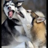 Husky mood 5