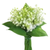 Flores de todos os tipos 6