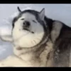 Husky mood 6
