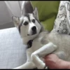 Husky mood 7