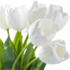 Flores de todos os tipos 10
