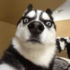 Husky mood 8